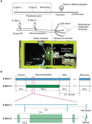 Blocking Aδ- and C-fiber neural transmission by sub-kilohertz peripheral nerve stimulation